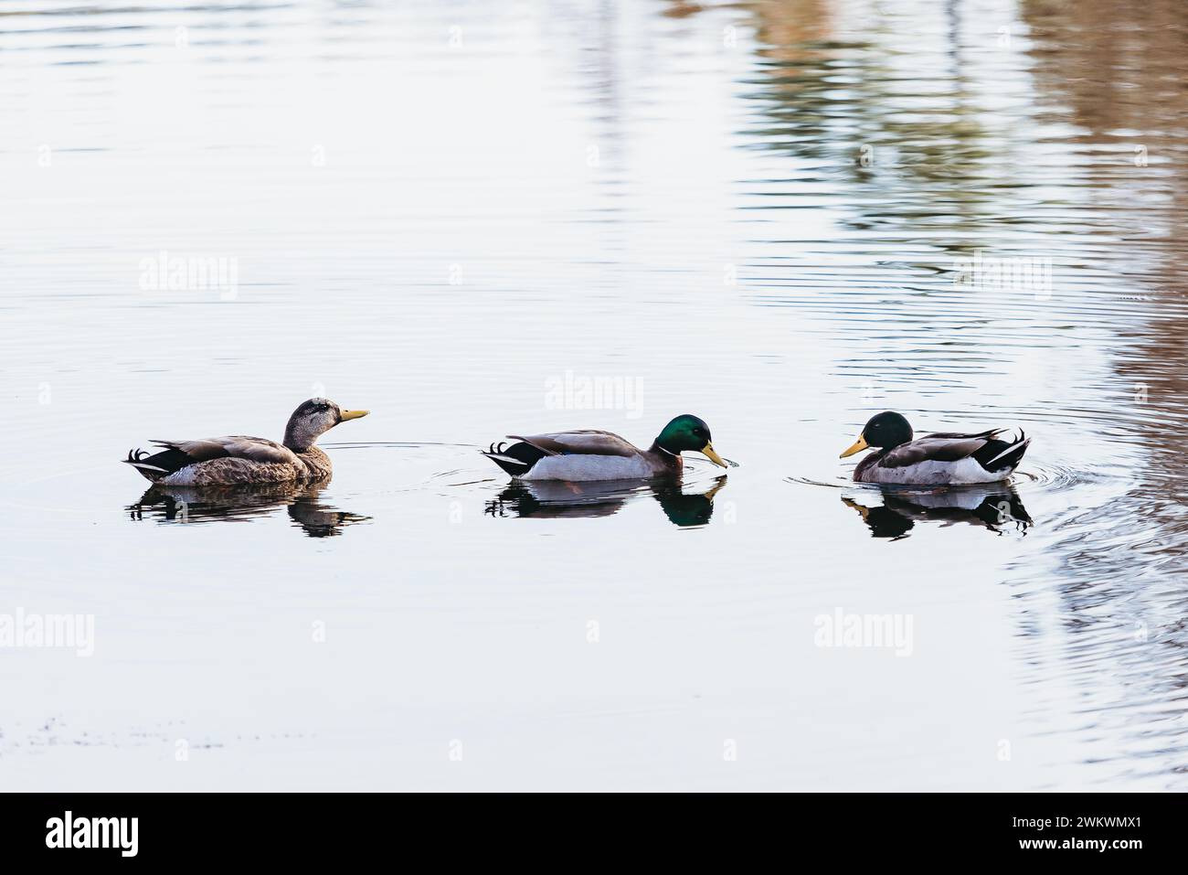 Canards colverts sirotant de l'eau sur un lac Banque D'Images