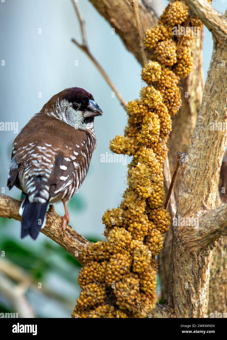 Bronze Mannikin prospère dans les divers habitats de l'Afrique subsaharienne, son plumage irisé est une merveille de beauté aviaire. Banque D'Images
