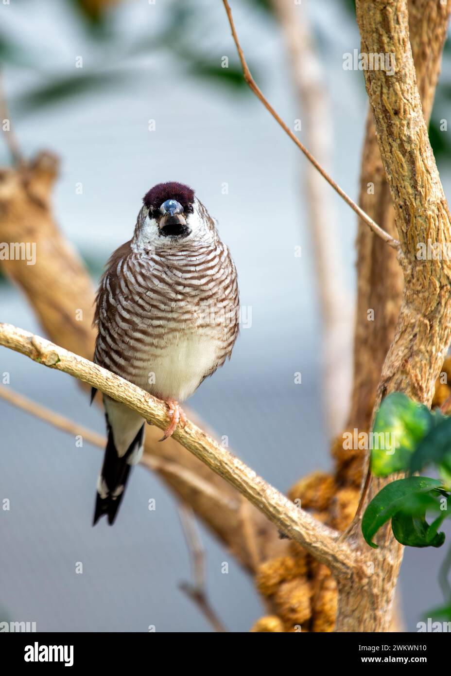 Bronze Mannikin prospère dans les divers habitats de l'Afrique subsaharienne, son plumage irisé est une merveille de beauté aviaire. Banque D'Images