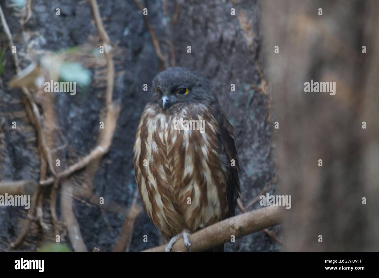 Brown Hawk-Owl (Ninox scutulata) repéré à l'extérieur dans la nature Banque D'Images