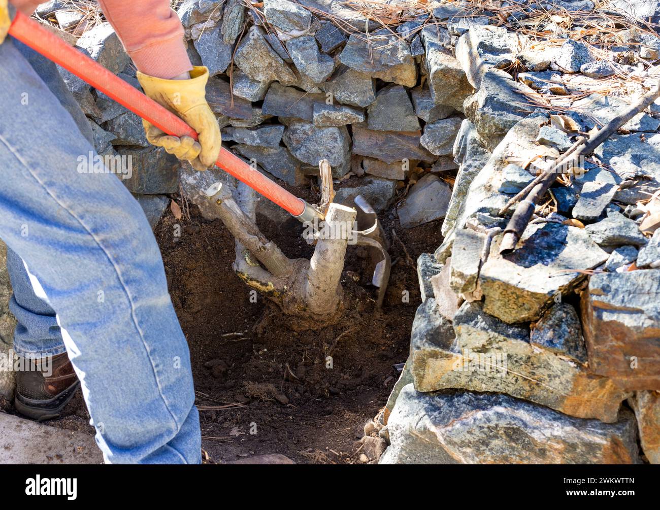 Paysagiste utilisant une tige de fer pour couper les racines pour un enlèvement de souche près d'un mur de roche Banque D'Images