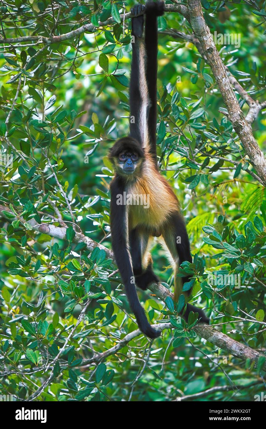 Singe araignée du Yucatan, également connu sous le nom de singe araignée mexicain (Ateles geoffroyi vellerosus) une sous-espèce du singe araignée de Geoffroy, Belize Banque D'Images