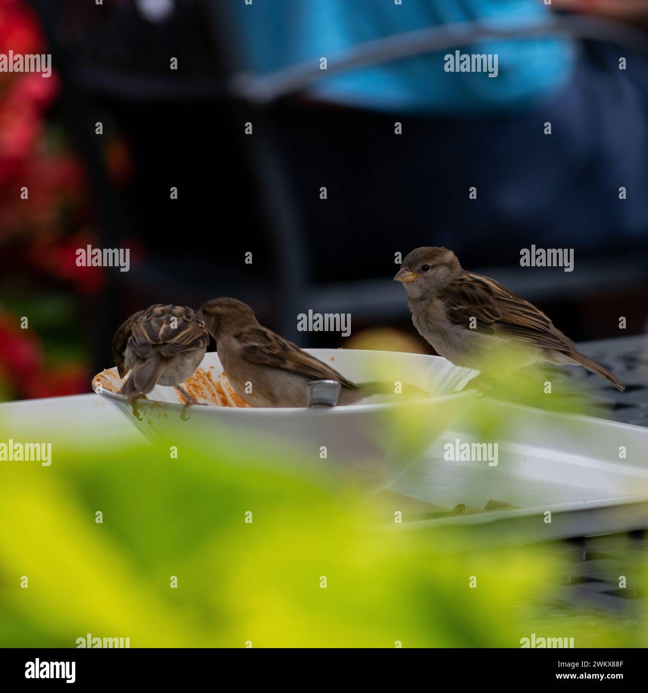 Les petits oiseaux mangent dans un bol dans un restaurant Banque D'Images