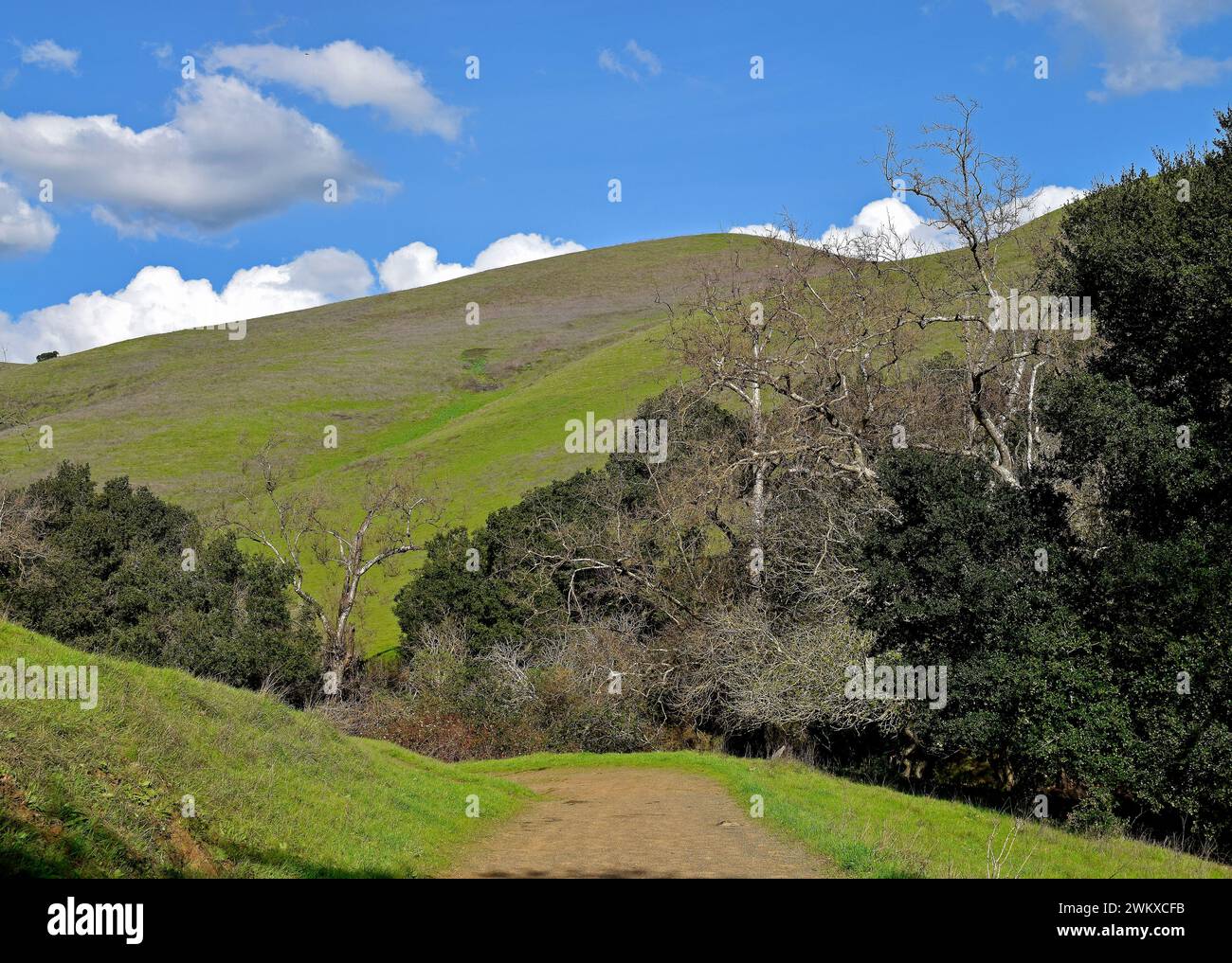 Trail, parc régional de Dry Creek, collines verdoyantes pendant la saison des pluies à Union City, Californie Banque D'Images