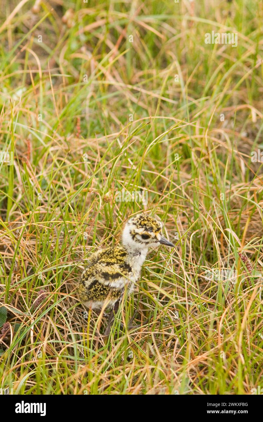 American Golden-Pluvialis dominique poussin sur la toundra d'été anwr Arctique Alaska Banque D'Images