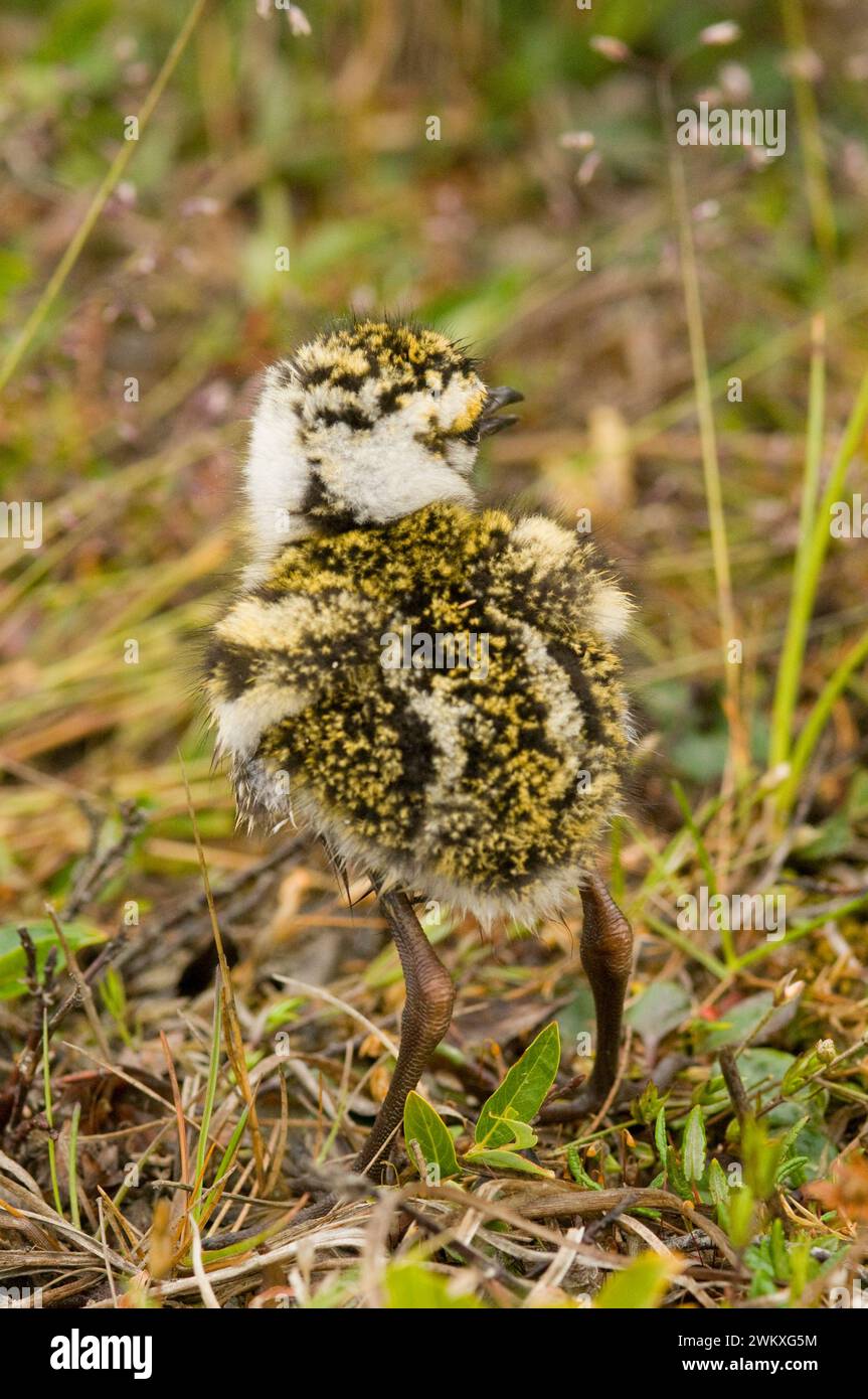 American Golden-Pluvialis dominique poussin sur la toundra d'été anwr Arctique Alaska Banque D'Images