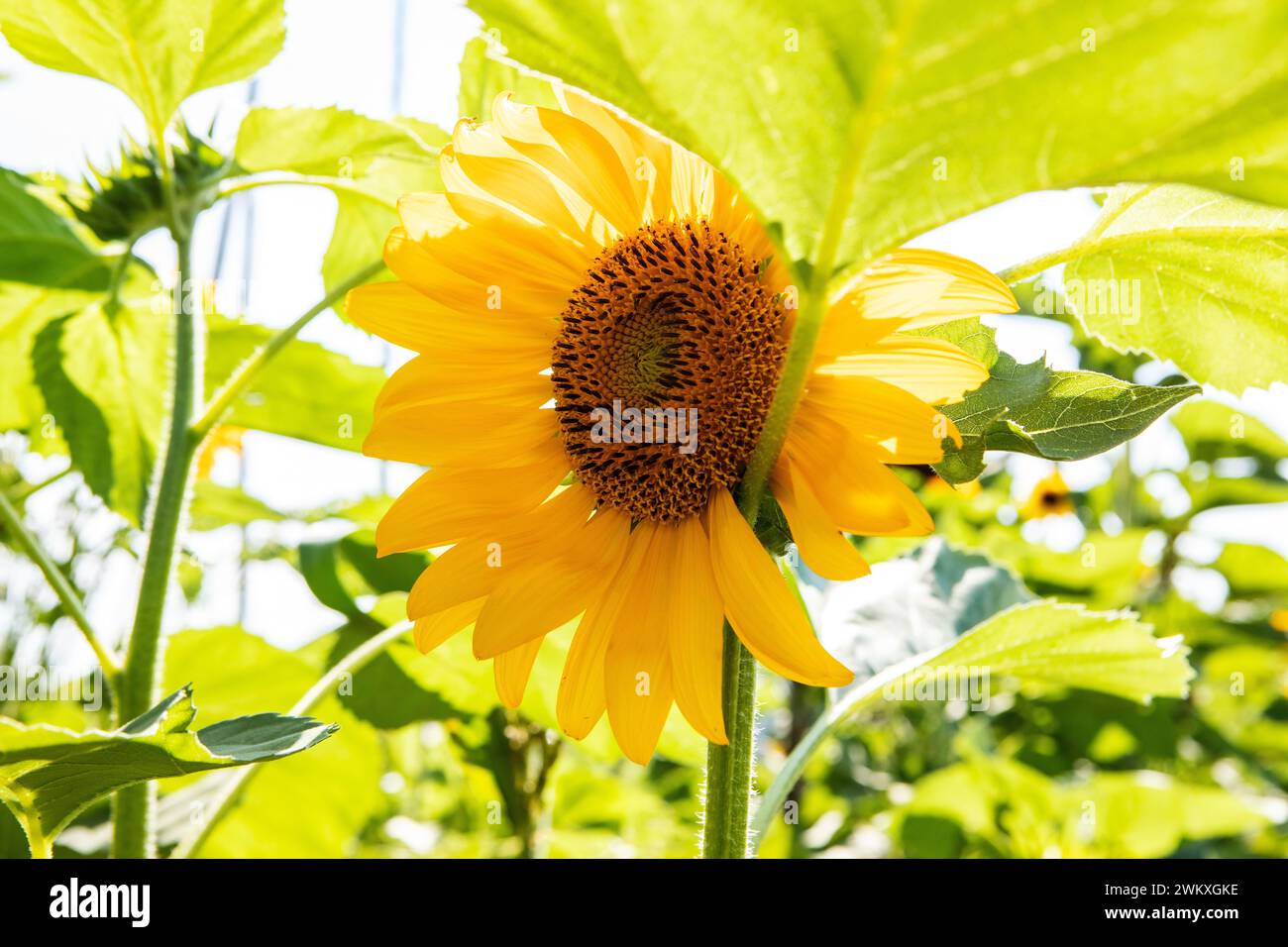 Tournesol géant se levant dans un champ de jour ensoleillé Banque D'Images