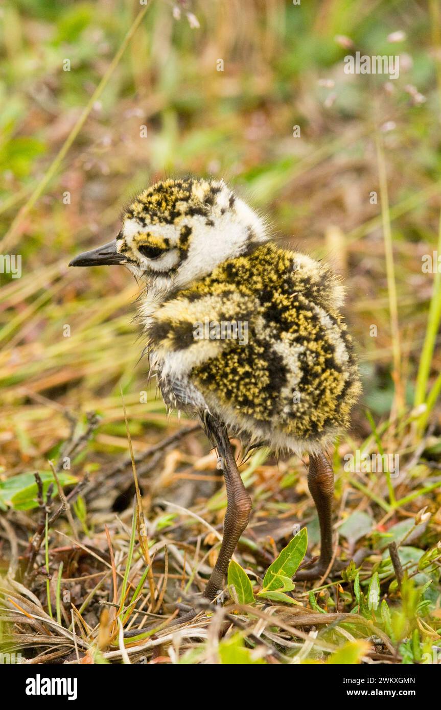 American Golden-Pluvialis dominique poussin sur la toundra d'été anwr Arctique Alaska Banque D'Images