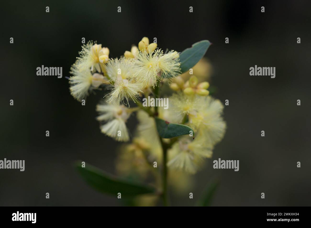 Le bois noir (Acacia Melanoxylon) a une fleur moelleuse, dont la couleur varie du jaune vif à la crème pâle.Hochkins Ridge Flora Reserve dans le Victoria. Banque D'Images