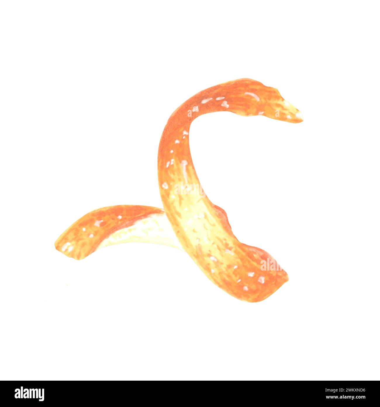 Aquarelle peau d'orange. Spirale cutanée d'agrumes isolée. Illustration dessinée à la main zeste de fruits tropicaux. Croquis de modèle d'ingrédient pour la cuisine, cartes, pr Banque D'Images