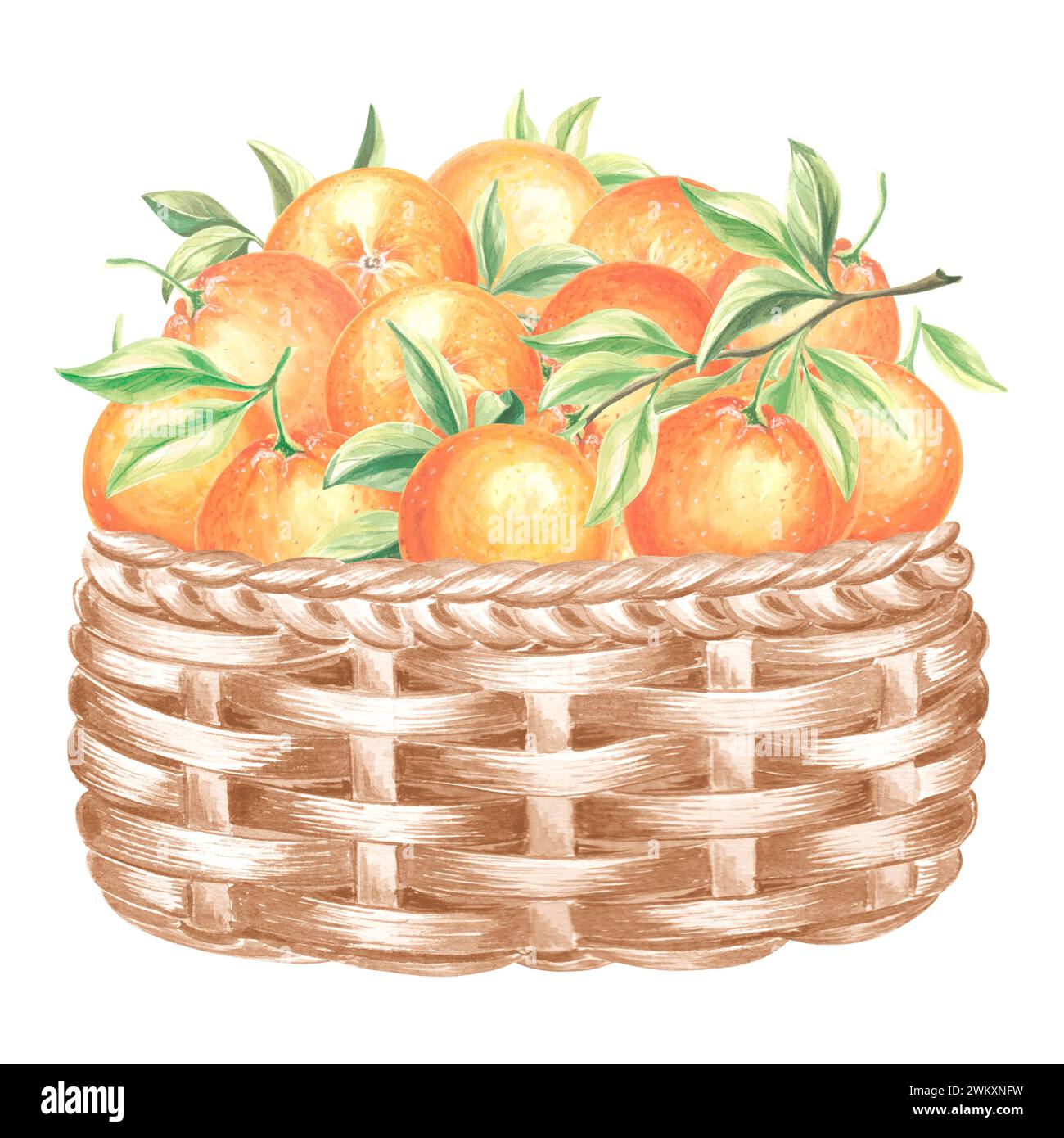 Composition de fruits d'oranges avec des feuilles vertes dans un panier en osier. Illustration aquarelle dessinée à la main agrumes juteux d'été. Modèle d'impression isolé pour Banque D'Images