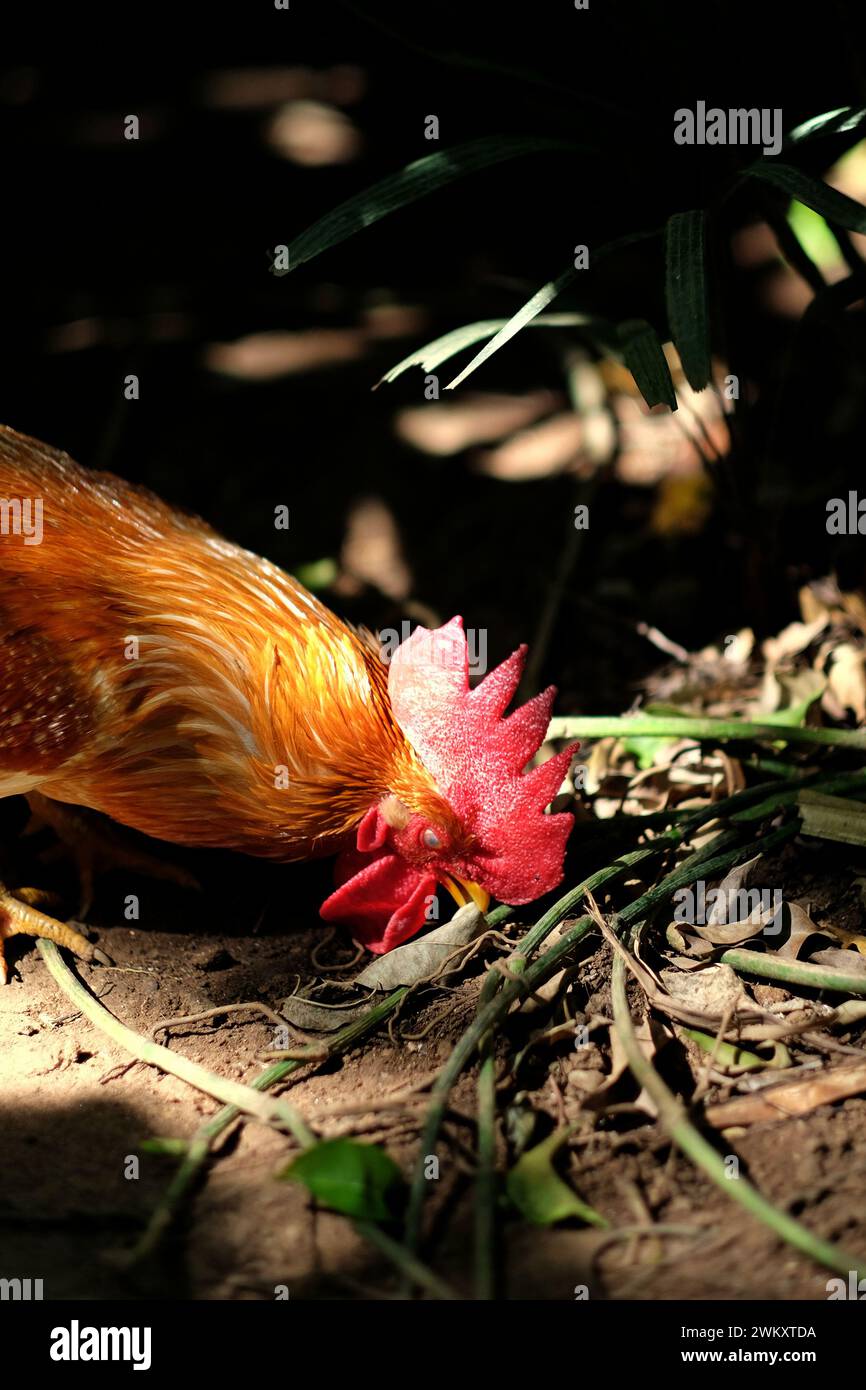 Un individu mâle de la junglefowl rouge (Gallus gallus) est photographié au zoo de Bali à Singapadu, Sukawati, Gianyar, Bali, Indonésie. Banque D'Images