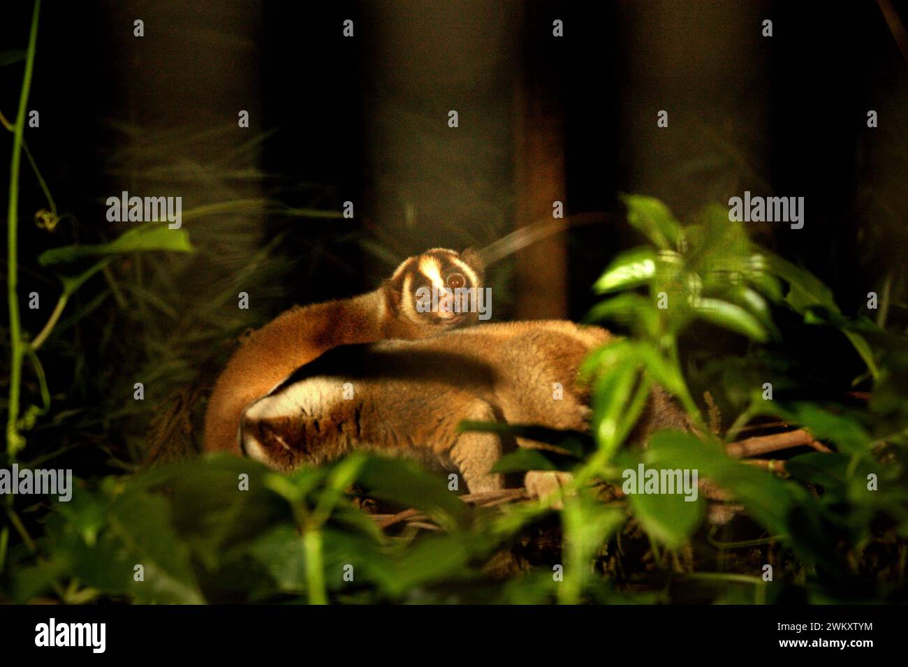 Slow loris dans un centre de réhabilitation de la faune géré par International Animal Rescue (IAR) à Ciapus, Bogor, West Java, Indonésie. Les primates ont été sauvés de l'activité commerciale de la faune et seront libérés dans la nature une fois qu'ils seront prêts. Banque D'Images