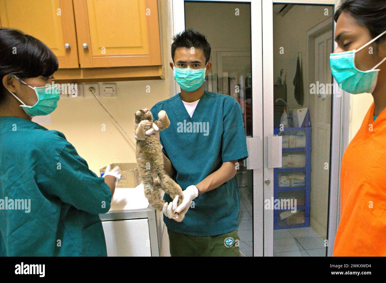 Une équipe de vétérinaires est photographiée alors qu’elle est sur le point de faire le bilan médical d’un loris lent qui est sauvé du commerce de la faune, dans un centre de réhabilitation géré par International animal Rescue (IAR) à Ciapus, Bogor, Java occidental, Indonésie. Banque D'Images