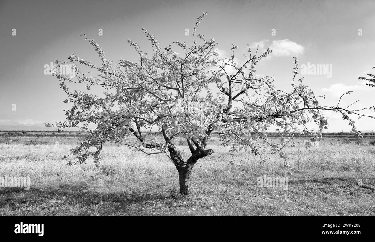 pomme avec récolte de verger en automne. récolte de fruits dans le verger de pommes. Banque D'Images