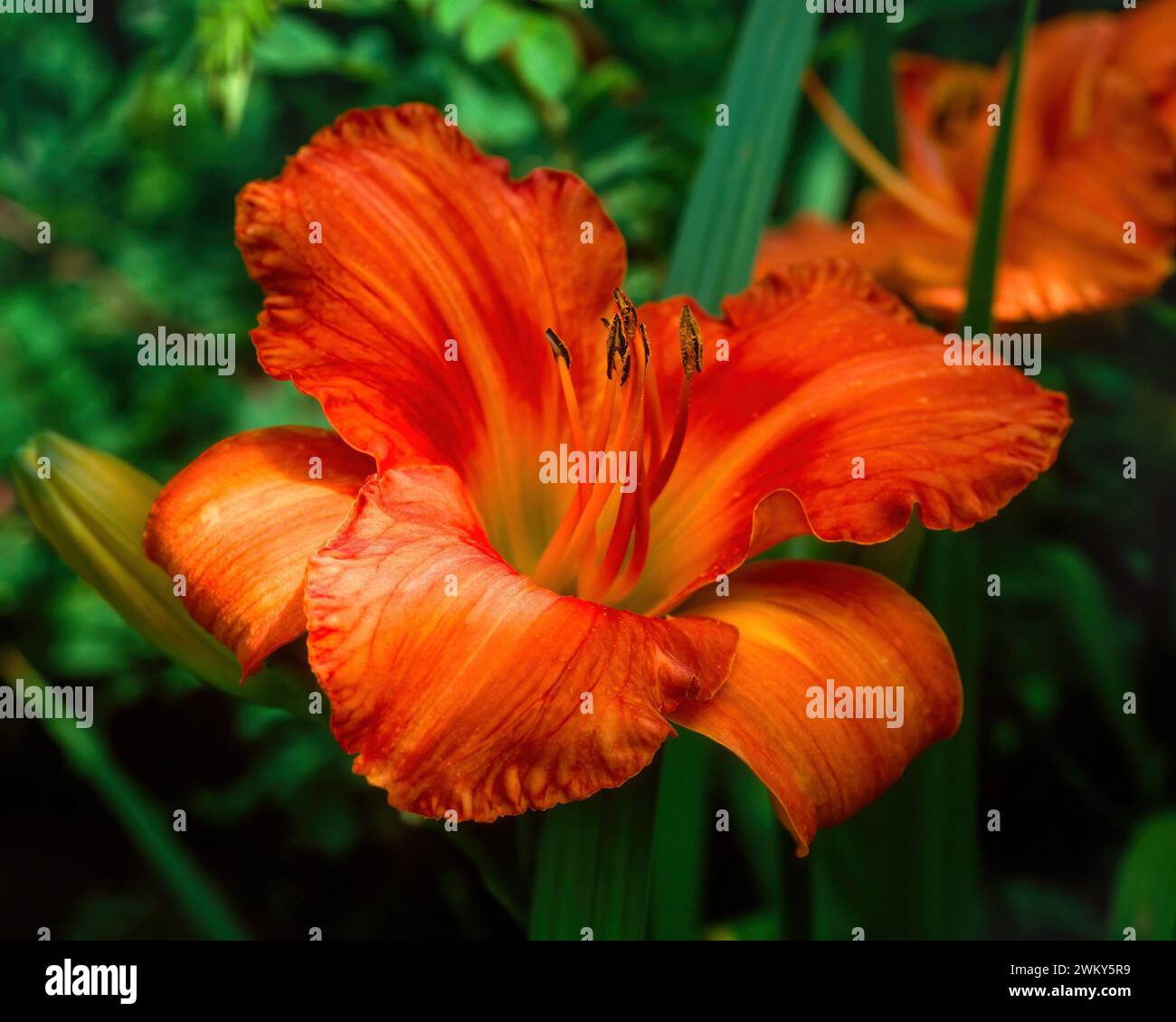 Gros plan d'une fleur de lys / daylily orange vif Hemerocallis 'Indian Paint Brush' poussant dans le jardin anglais, Angleterre, Royaume-Uni Banque D'Images
