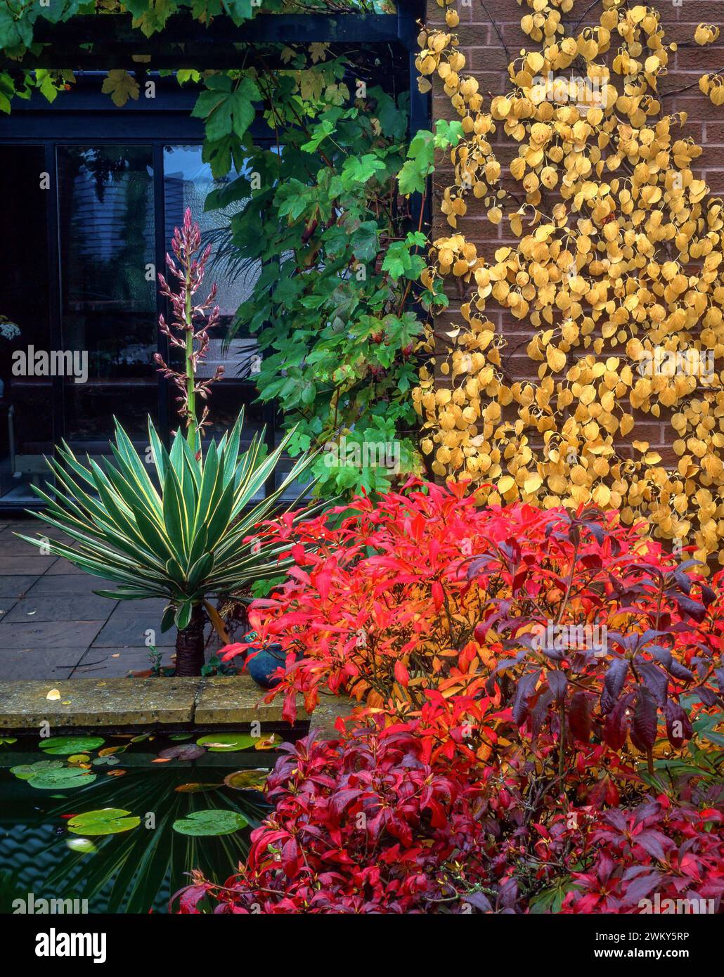 Couleur d'automne colorée comprenant Rhododendron luteum azalea rouge, Yucca filamentosa variegata vert et Hydrangea petiolaris jaune en octobre Banque D'Images