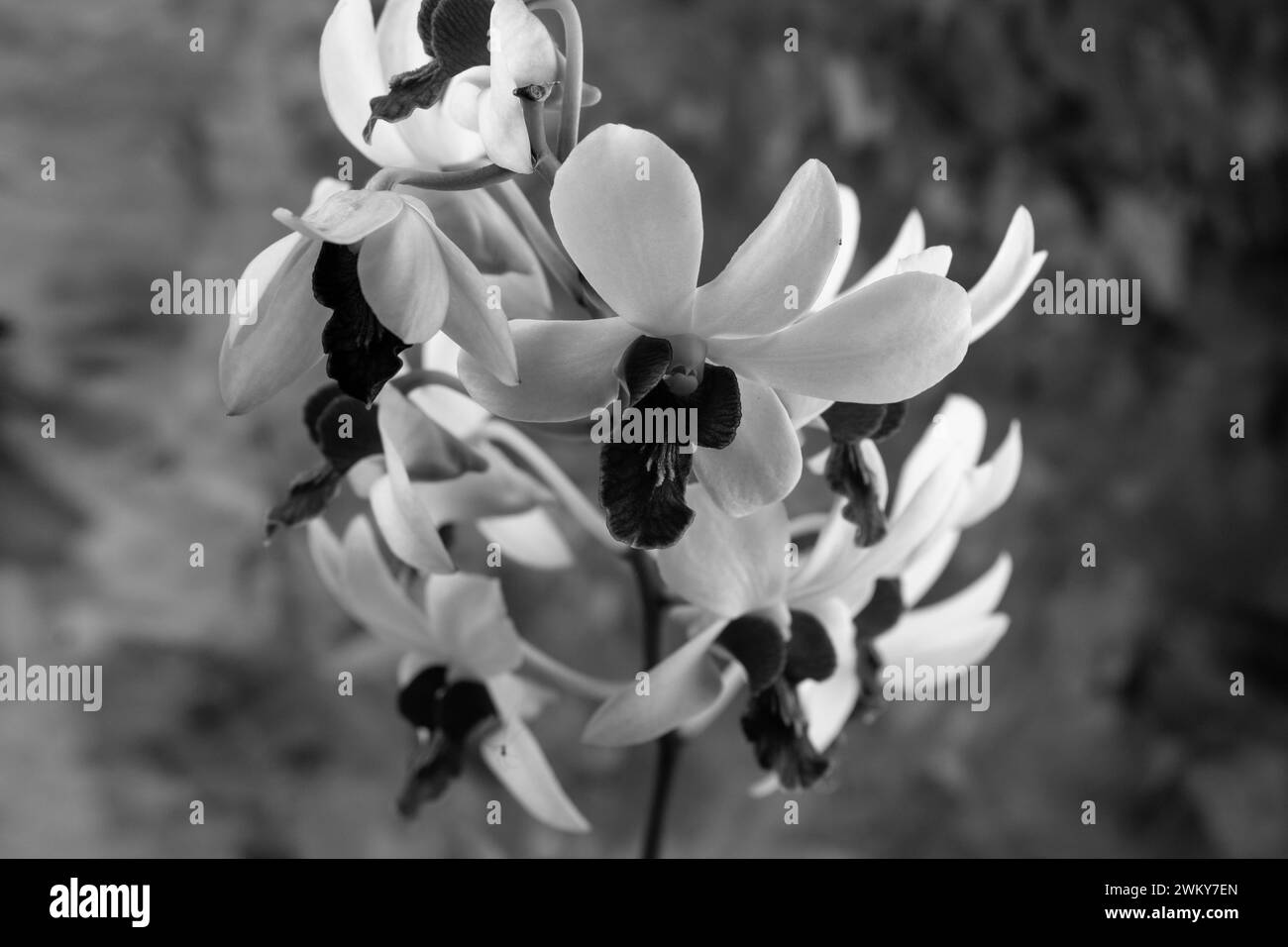Fleurs d'orchidée noires et blanches, fond abstrait d'orchidée Dendrobium Banque D'Images