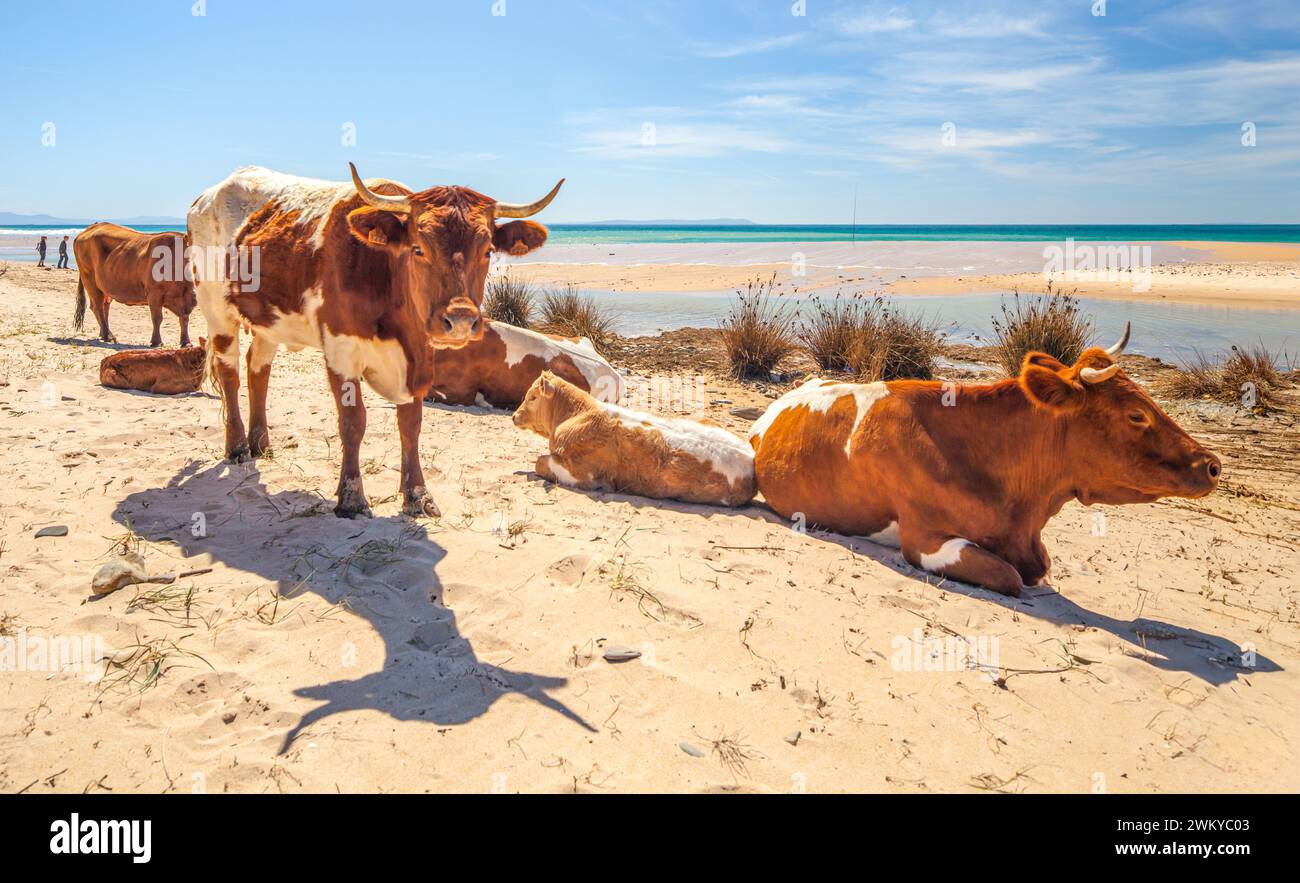Une image sereine capture un groupe de vaches de race Retinta se relaxant sur le sable ensoleillé de Bolonia Beach à Cadix, en Espagne. Les cattles distinctifs rougeâtres- Banque D'Images