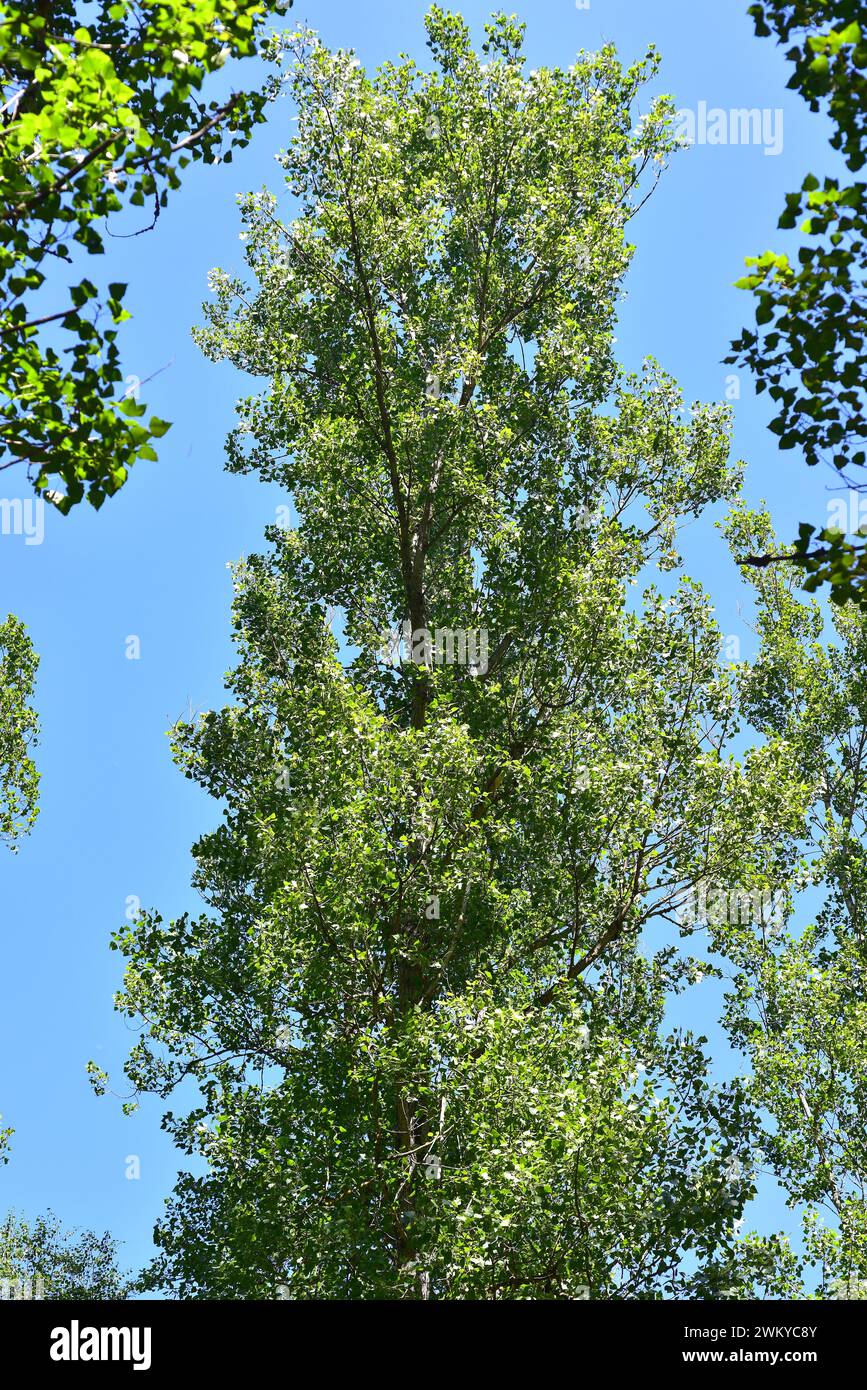 Le peuplier faux-tremble (Populus tremula) est un arbre à feuilles caduques originaire d'Eurasie. Cette photo a été prise à Val d'Aran, province de Lleida, Catalogne, Espagne. Banque D'Images