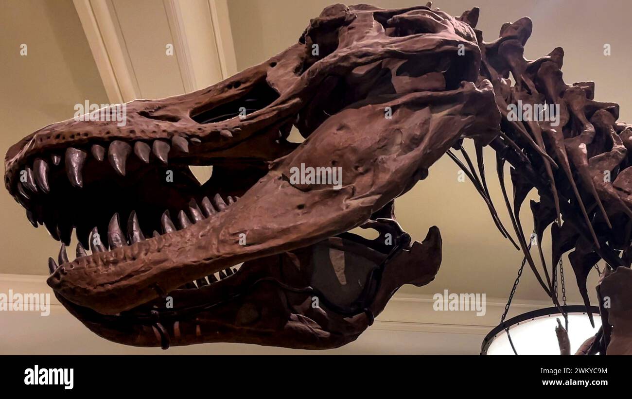 Fantastique crâne fossile au Musée américain d'histoire naturelle d'un Tyrannosaurus rex est un dinosaure théropode tyrannosauridé, qui a vécu à la fin Banque D'Images