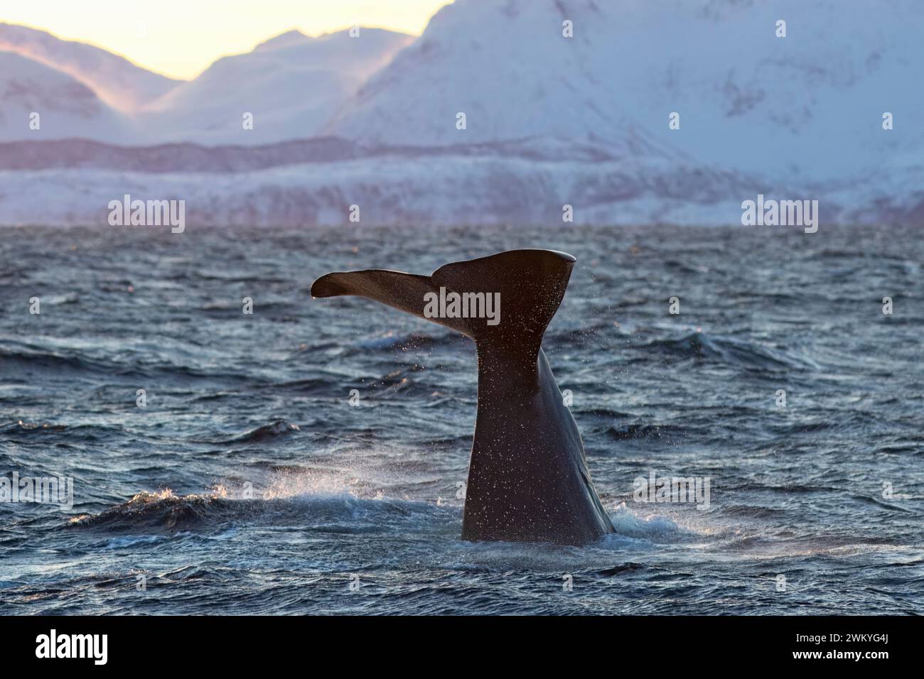Europe, Norvège, Comté de Troms, queue de cachalot (Physeter macrocephalus) plongeant au large de la côte de Skjervoy Banque D'Images