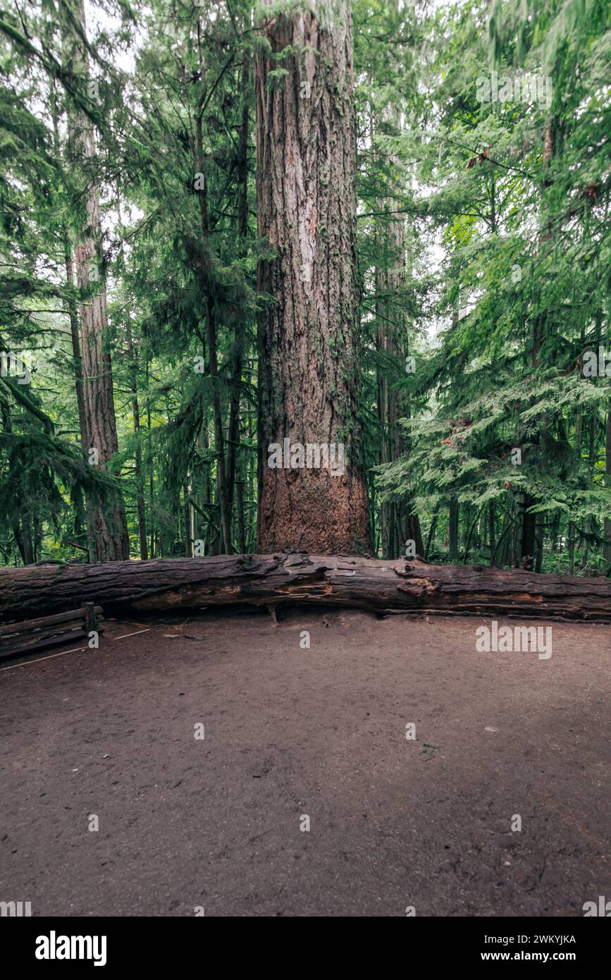 Grand Douglas à côté de l'arbre mort dans le parc MacMillan de l'île de Vancouver Banque D'Images