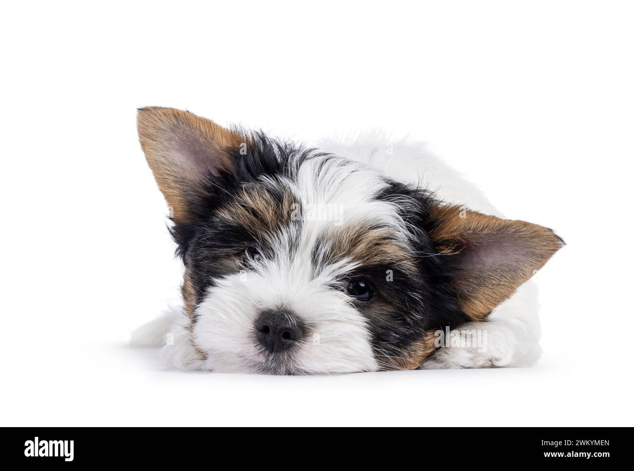 Chiot Biewer Terrier très mignon, couché face à la tête vers le bas. Je regarde directement la caméra. Isolé sur fond blanc. Banque D'Images