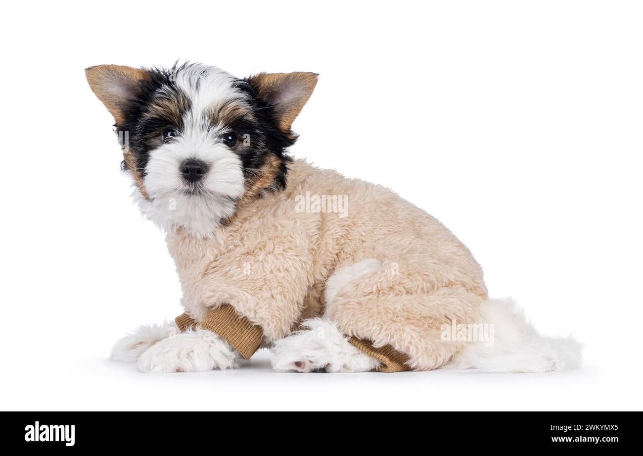 Chiot de chien Biewer Terrier très mignon, assis sur le côté des manières portant un costume beige en fausse fourrure. Je regarde directement la caméra. Isolé sur fond blanc. Banque D'Images