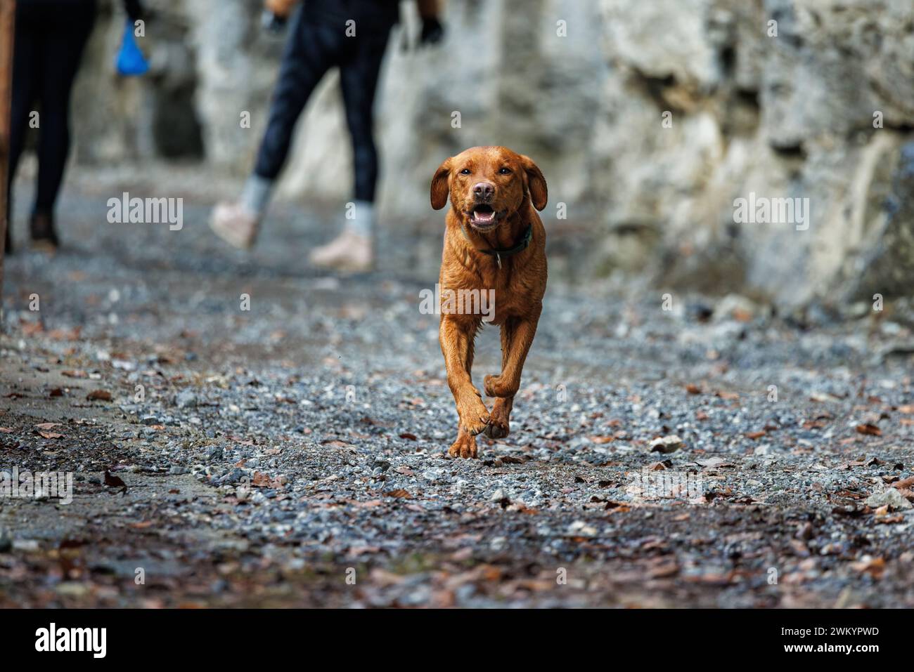 brown labrador retriever courir à l'extérieur Banque D'Images