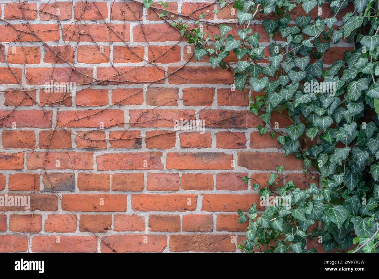 Fond avec mur de briques et usine de lierre Banque D'Images