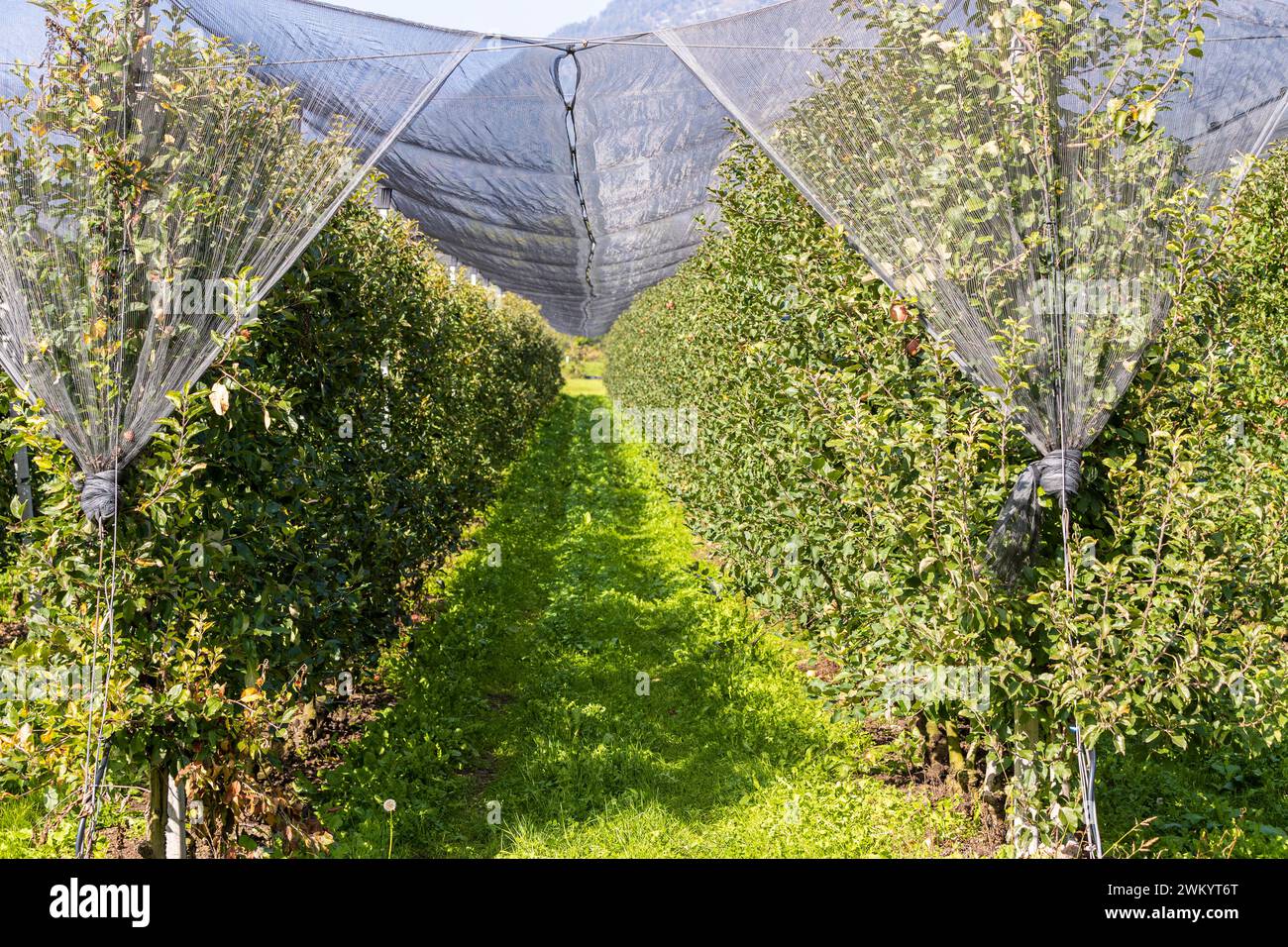 Italie Trentin - Valsugana - Oltrebrenta - Meleto Banque D'Images