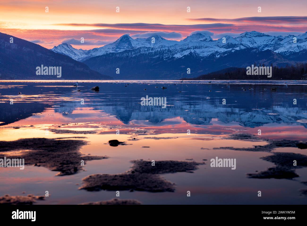 Sonnenaufgang am Thunersee mit Eiger Mönch und Jungfrau Banque D'Images