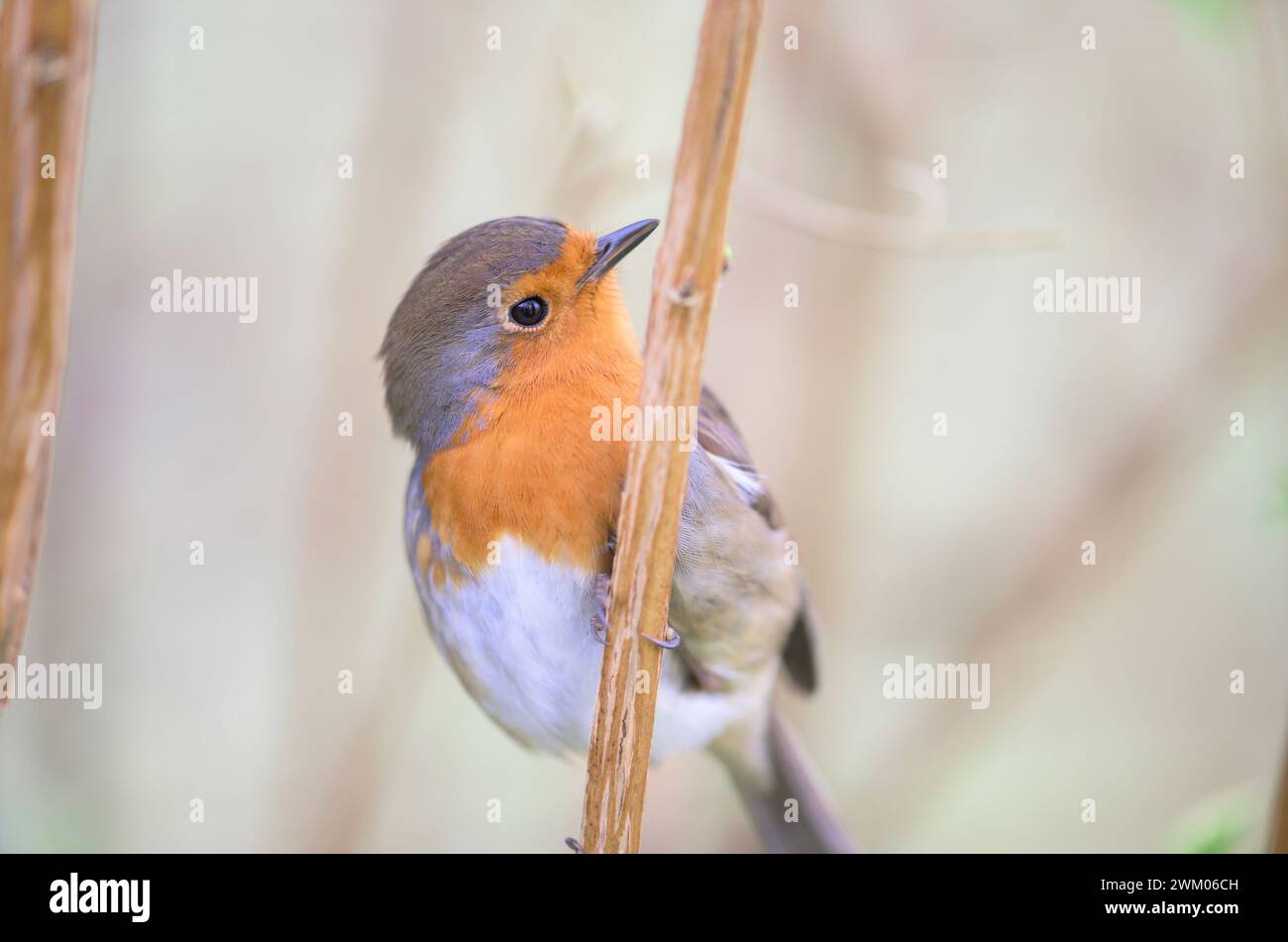 Robin européen (Erithacus rubecula) perché sur la branche d'un arbuste. Février, Kent, Royaume-Uni Banque D'Images