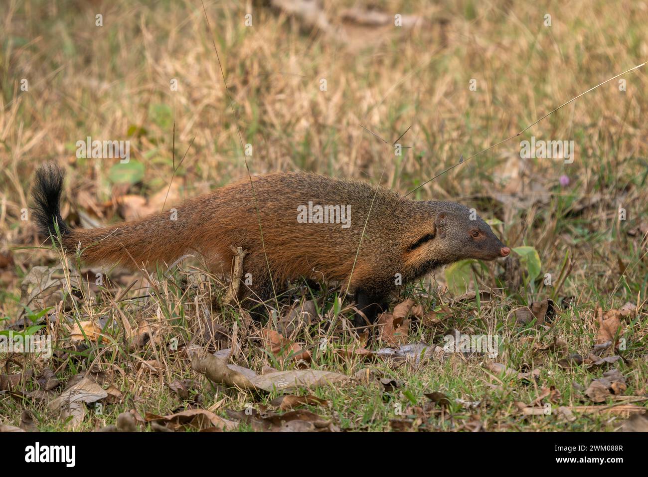 Mongoose à cou rayé - Herpestes vitticollis, belle mangouste timide colorée des forêts et des bois d'Asie du Sud, réserve de tigres de Nagarahole, Indi Banque D'Images