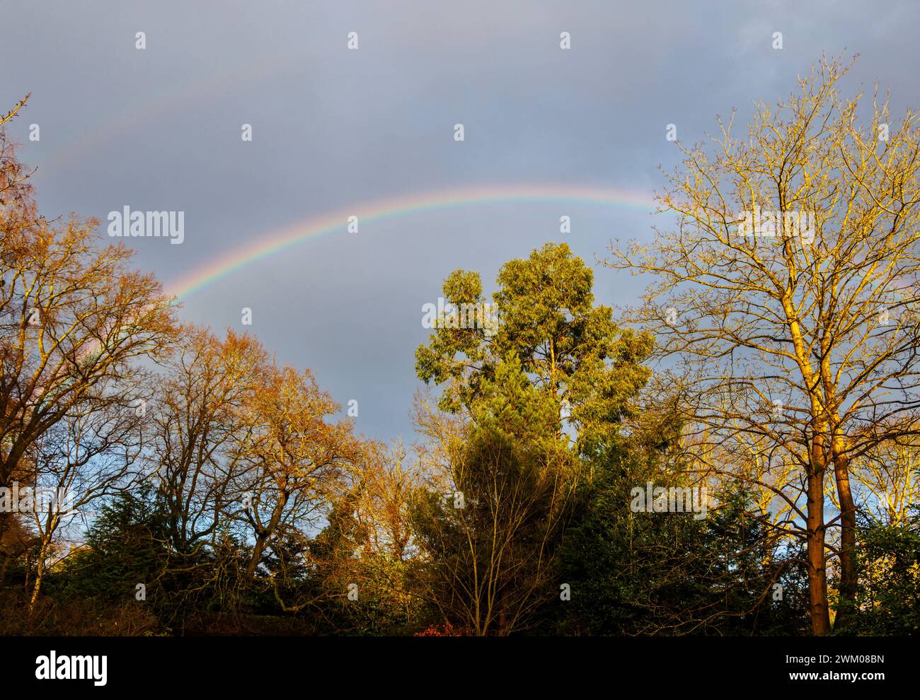 Météo britannique : un arc-en-ciel se forme dans le ciel au-dessus d'un jardin pendant la pluie dans le Surrey, au sud-est de l'Angleterre en hiver Banque D'Images