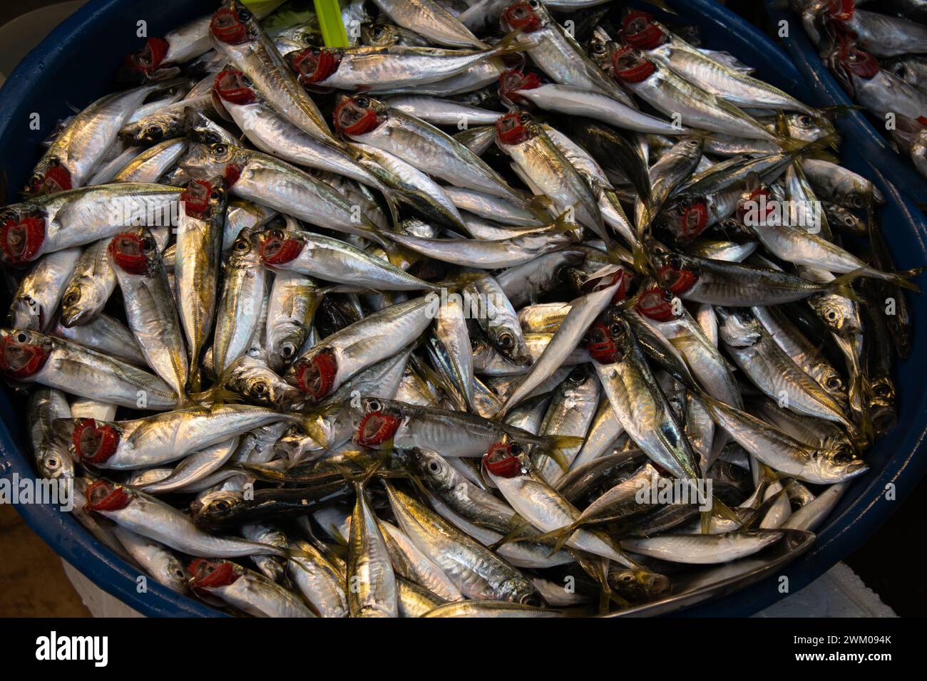 Gros plan de poissons anchois à vendre montrant les branchies rouges dans le marché à Kadikoy Istanbul Banque D'Images