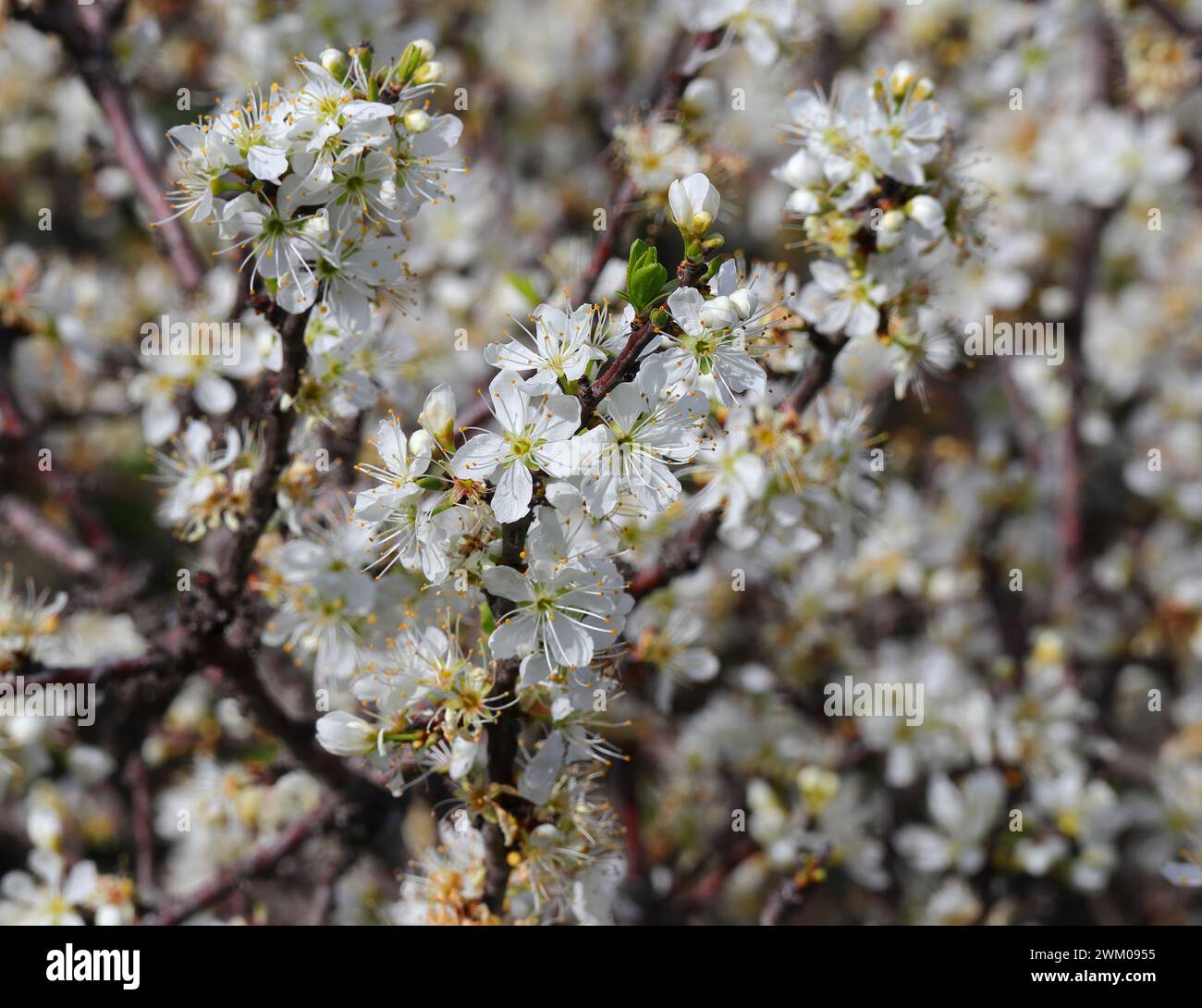 Détail d'un buisson Blackthorn en fleur. Prunus Spinosa. Mise au point peu profonde pour l'effet. Printemps - Sintra, Portugal Banque D'Images