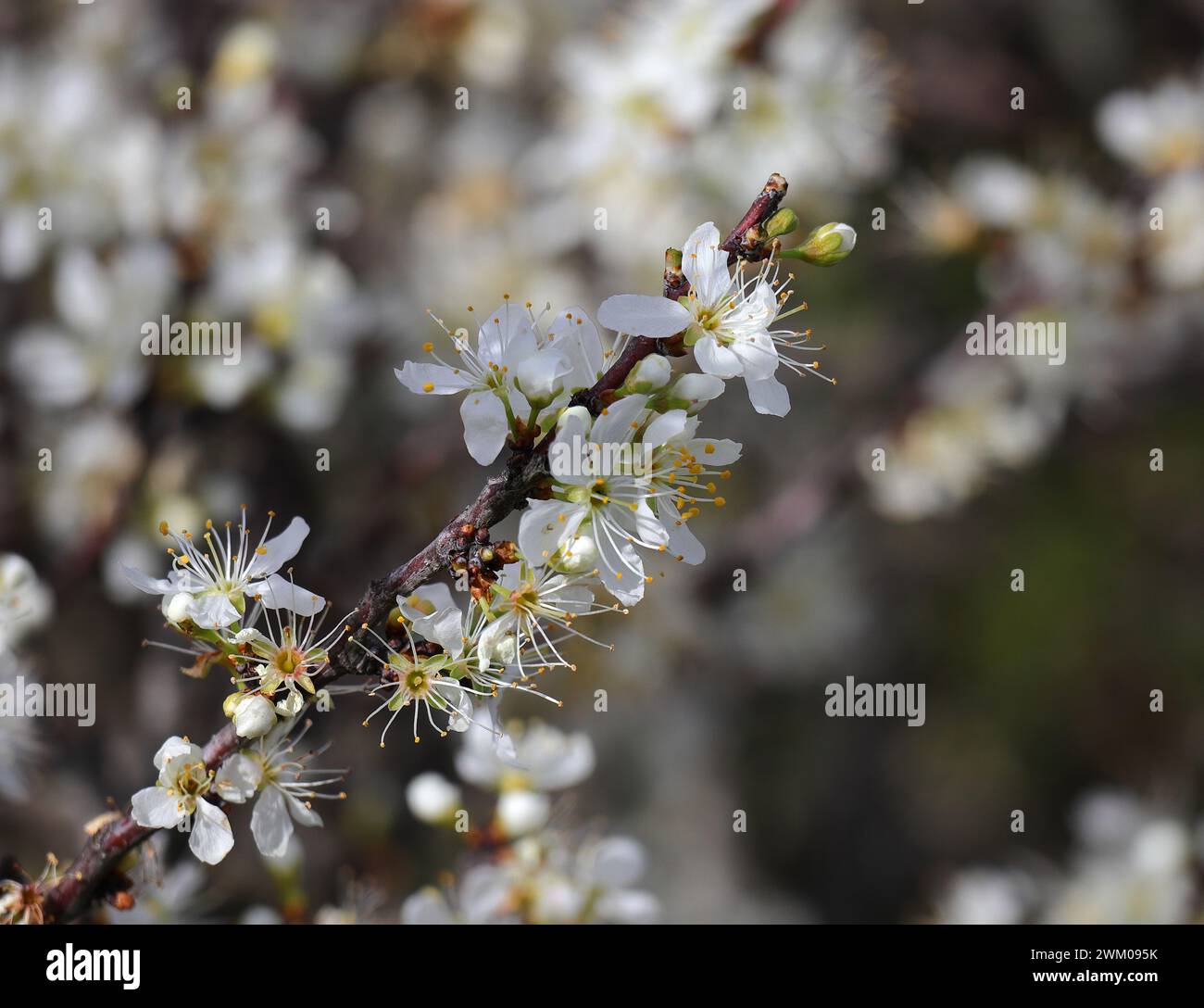 Détail d'un buisson Blackthorn en fleur. Prunus Spinosa. Mise au point peu profonde pour l'effet. Printemps - Sintra, Portugal Banque D'Images