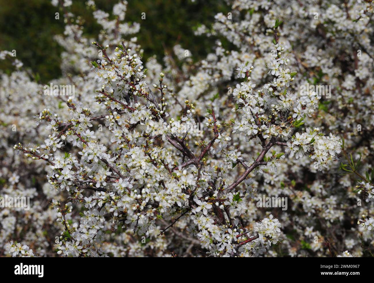 Détail d'un buisson Blackthorn en fleur. Prunus Spinosa. Mise au point peu profonde pour l'effet. Printemps - Sintra, Portugal Banque D'Images