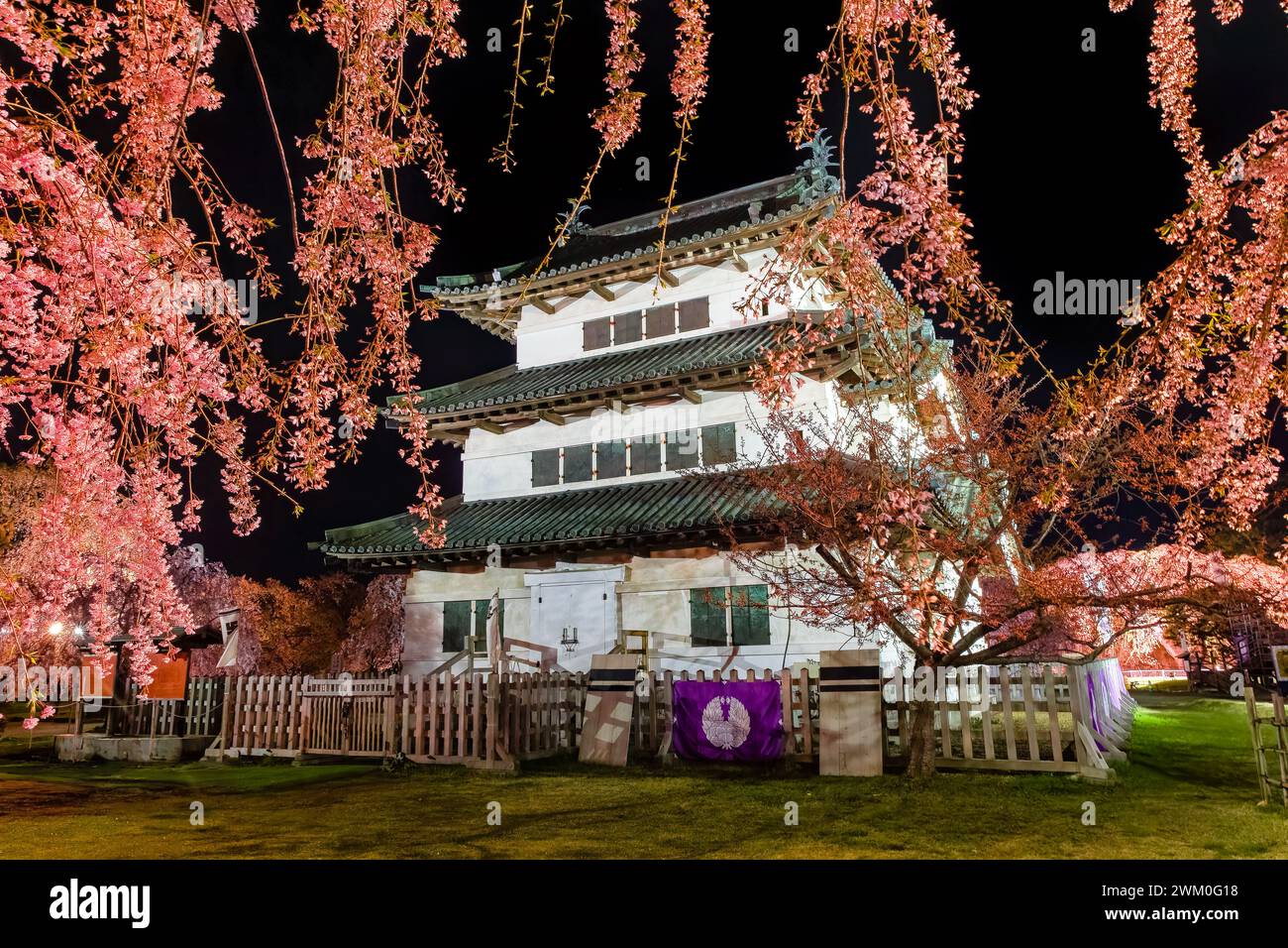 Château japonais entouré de fleurs de cerisier roses (Sakura) illuminé la nuit (Hirosaki, Aomori) Banque D'Images