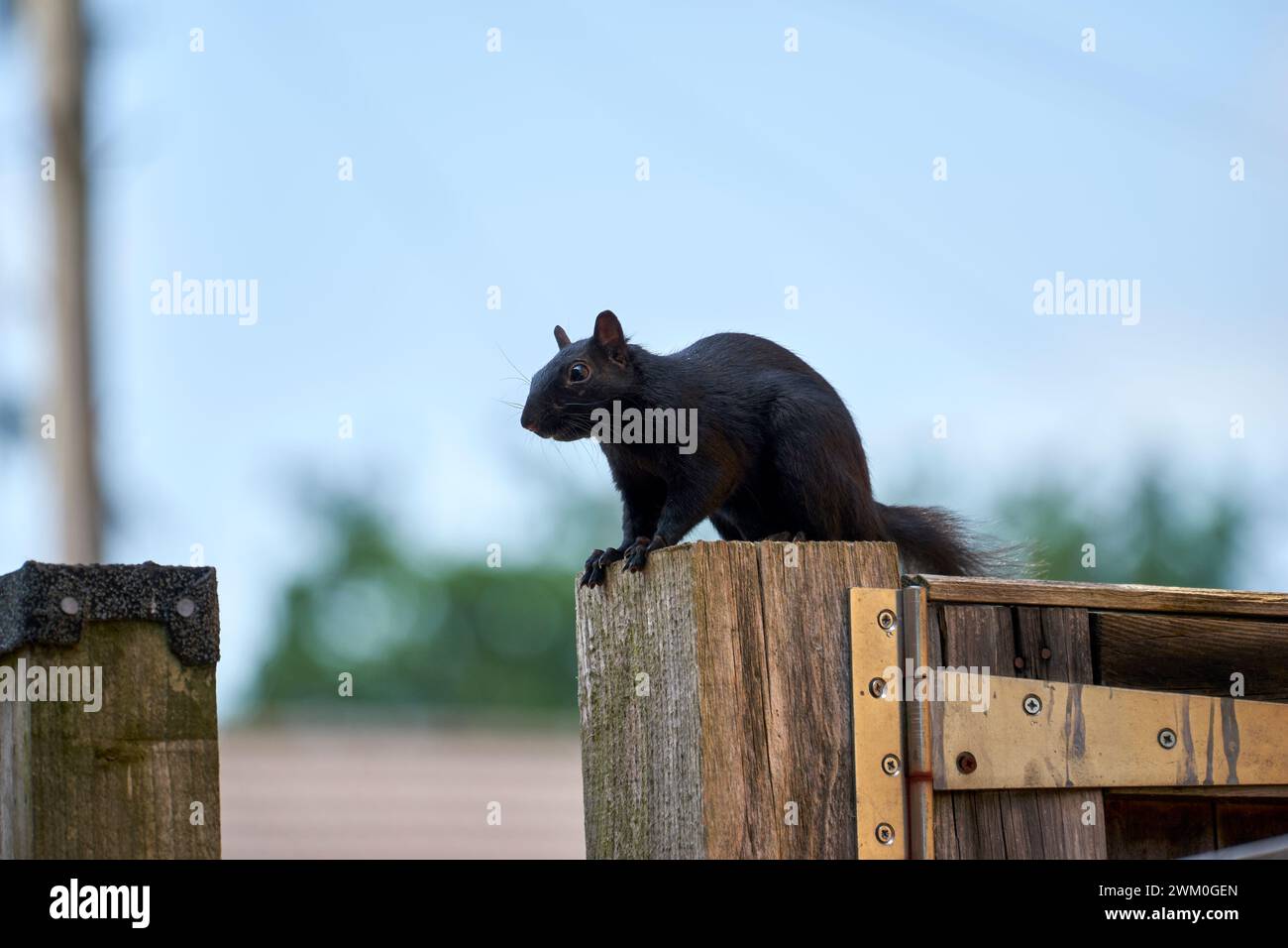Écureuil noir assis sur un poteau de porte Banque D'Images
