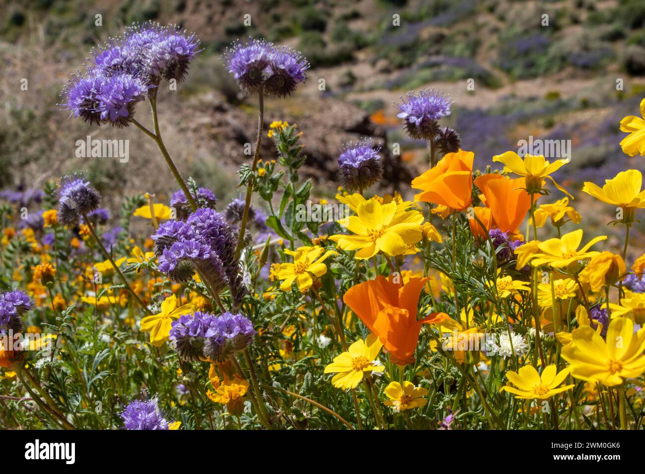 Une collection de fleurs sauvages colorées du désert de Mojave Banque D'Images