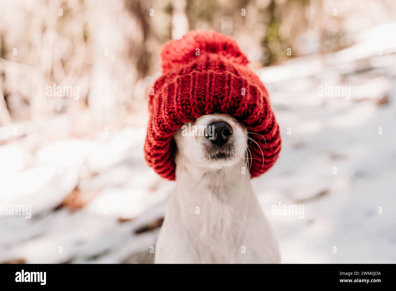 Chien mignon couvrant le visage avec bonnet en tricot rouge en hiver Banque D'Images