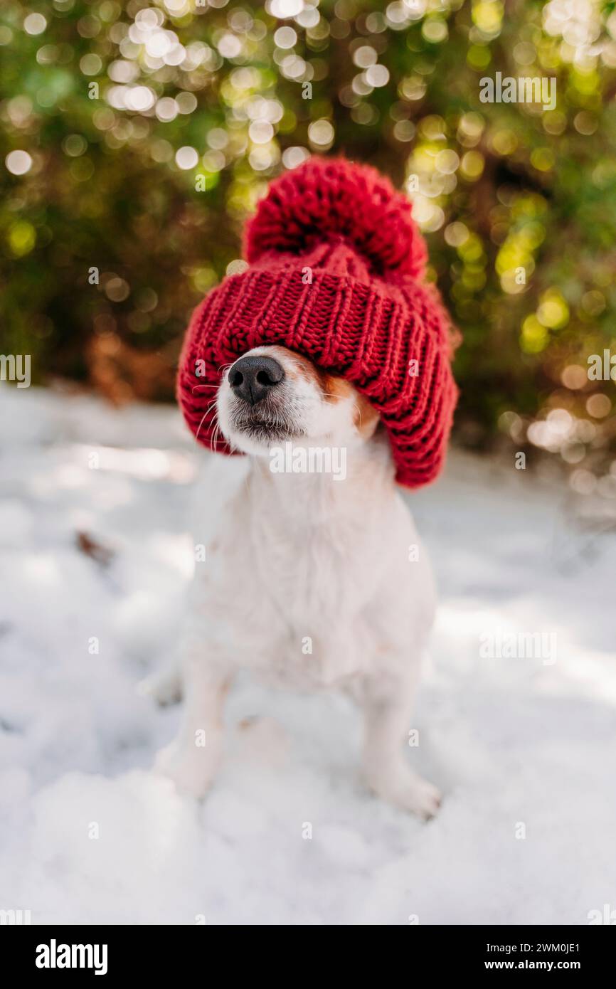 Chien mignon portant un chapeau en tricot rouge sur la neige Banque D'Images