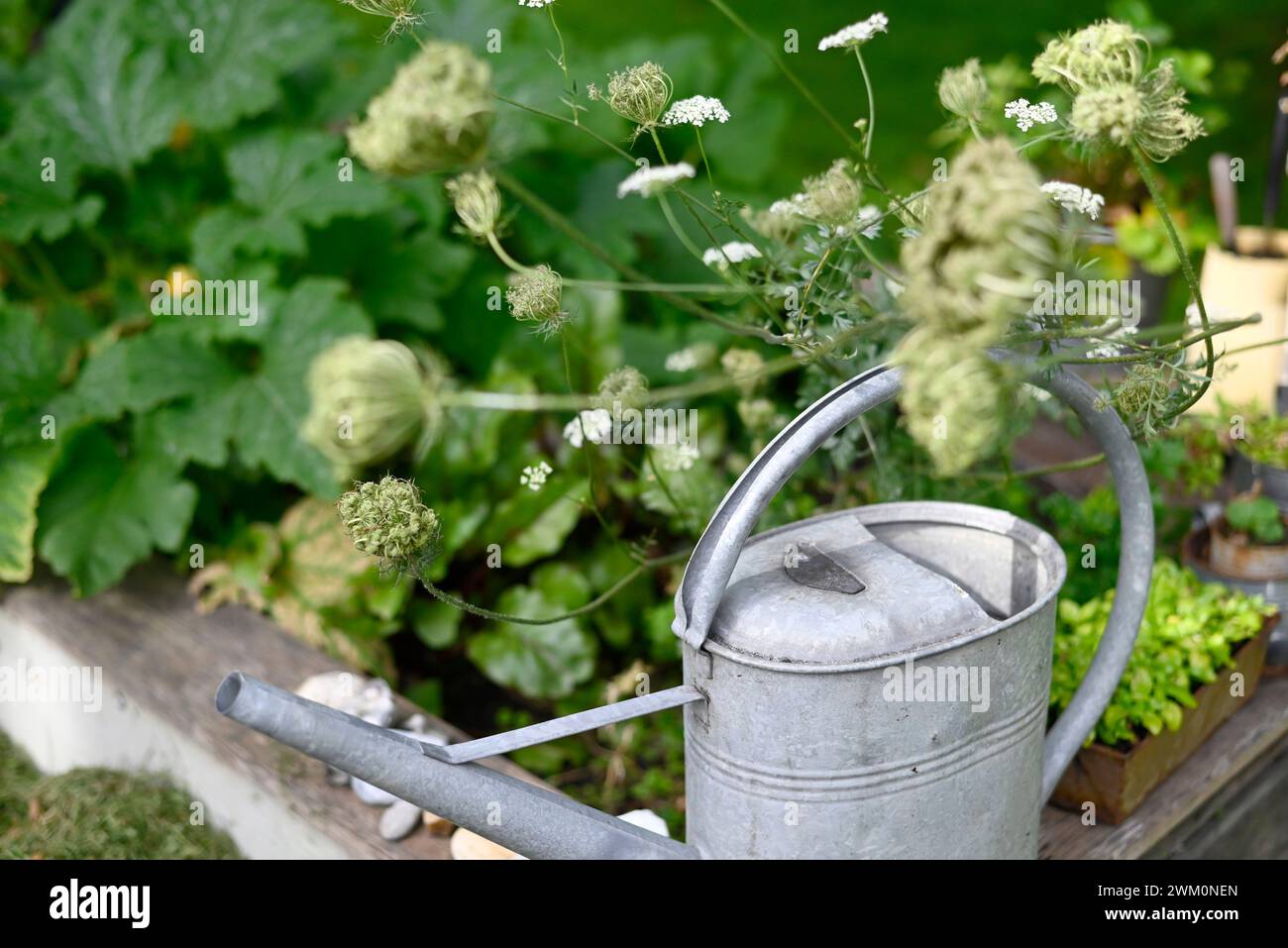 Arrosoir en zinc conservé dans le potager local Banque D'Images