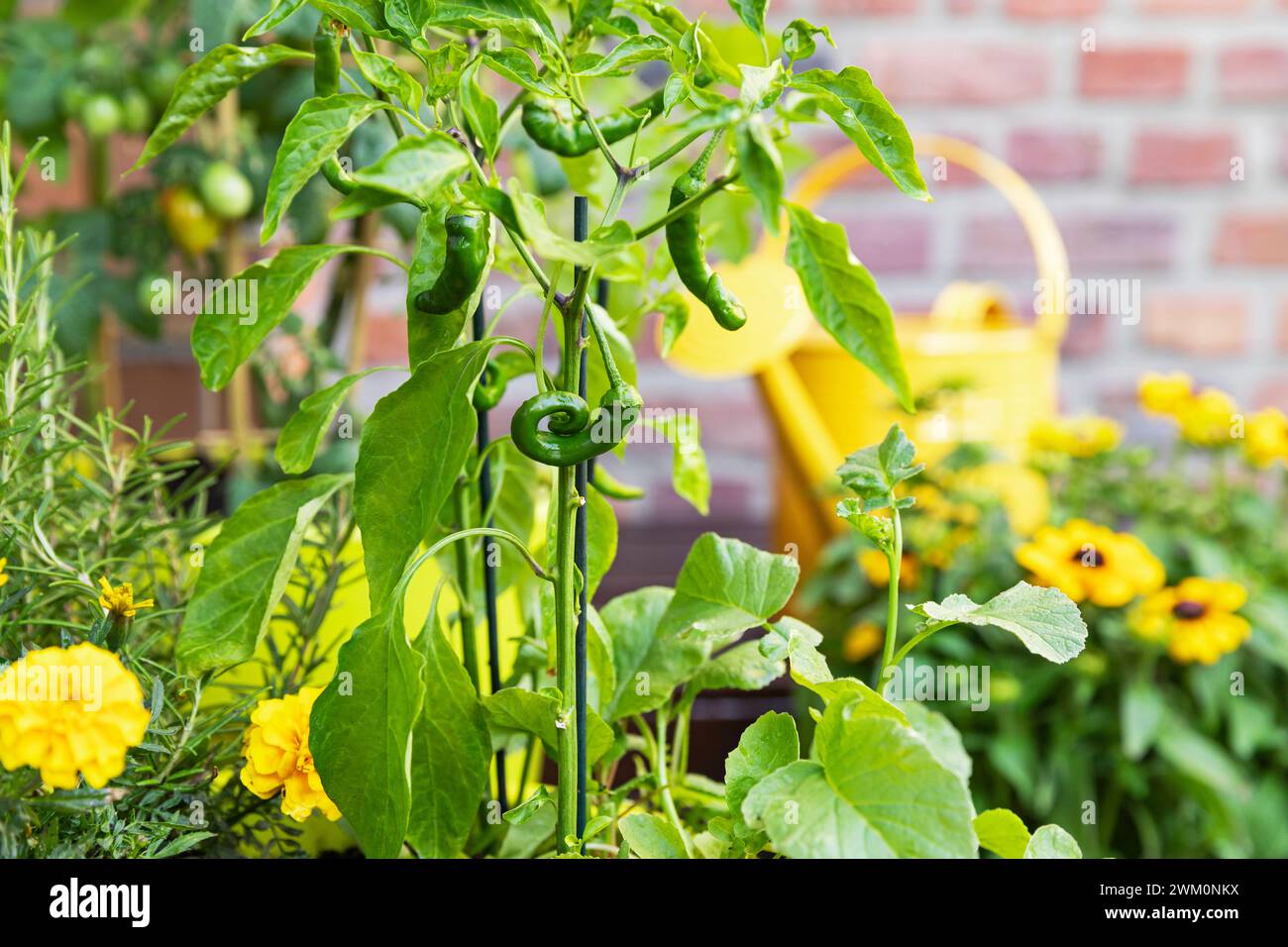 Piments verts cultivés dans le jardin du balcon Banque D'Images