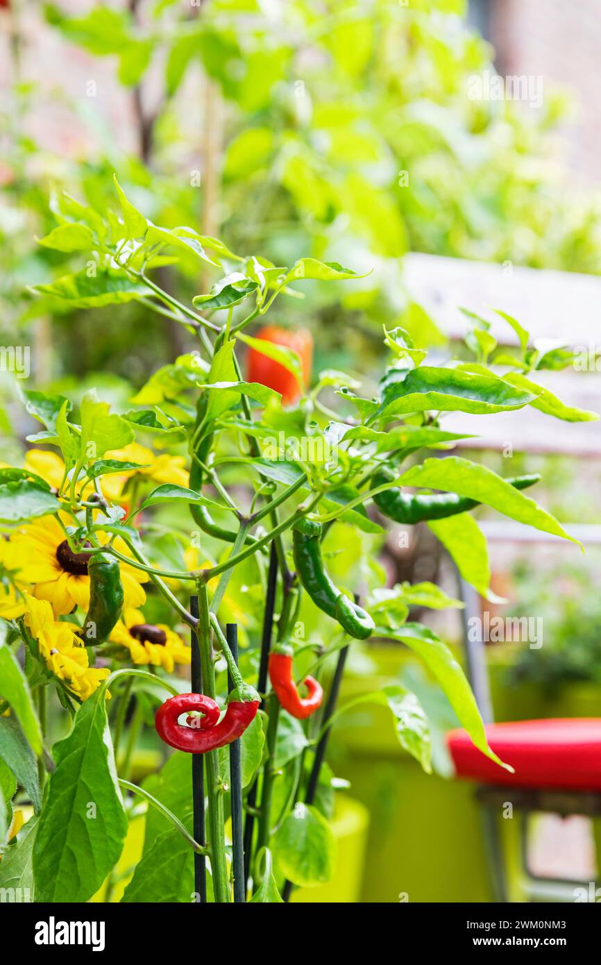 Piments rouges et verts cultivés dans le jardin balcon Banque D'Images