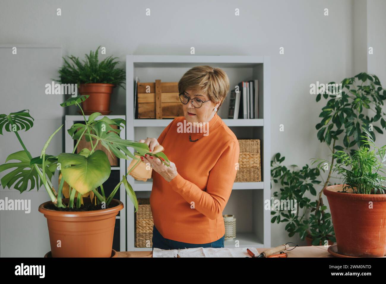 Femme senior examinant la plante monstera à la maison Banque D'Images