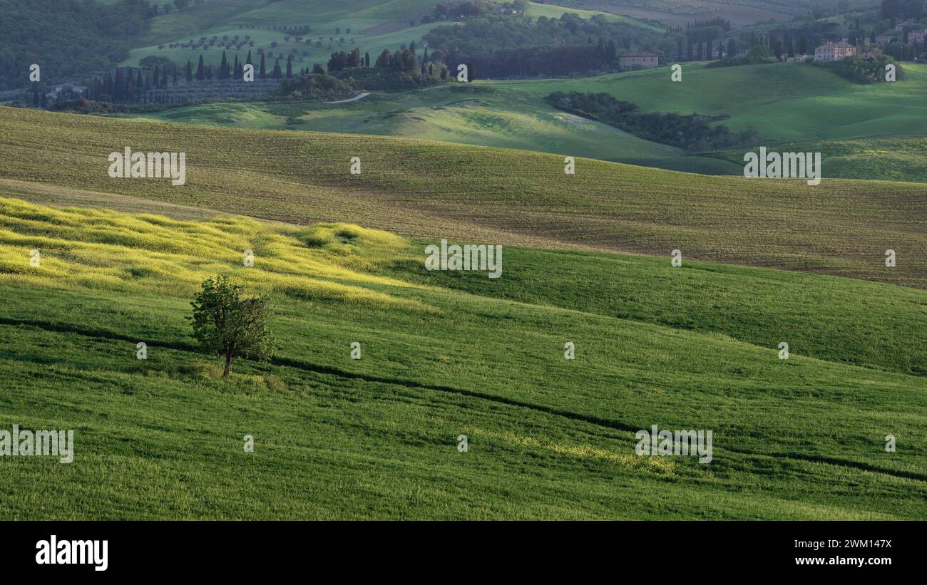 Vue sur les collines verdoyantes, les fleurs jaunes et un seul arbre au printemps devant les environs d'une petite ville médiévale de colline, Toscane, Italie Banque D'Images